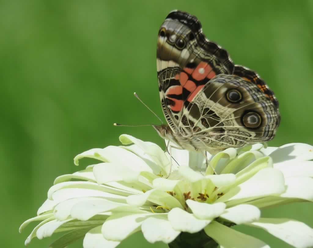 Easy to grow Zinnias ... enjoyed by butterflies, and humans